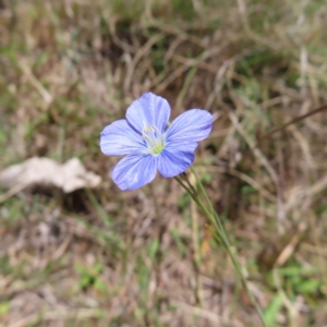 Linum marginale at Tuggeranong, ACT - 23 Oct 2023