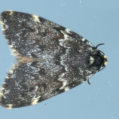 Halone coryphoea (Eastern Halone moth) at Ainslie, ACT - 20 Oct 2023 by jb2602