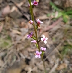Stylidium (genus) (Trigger Plant) at Canberra Central, ACT - 23 Oct 2023 by WalkYonder