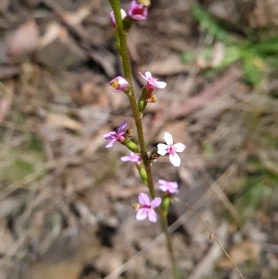 Stylidium (genus) (Trigger Plant) at Canberra Central, ACT - 23 Oct 2023 by WalkYonder
