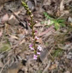 Stylidium (genus) at Canberra Central, ACT - 23 Oct 2023 11:42 AM