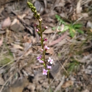 Stylidium sp. at Canberra Central, ACT - 23 Oct 2023