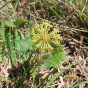 Hydrocotyle laxiflora at Tuggeranong, ACT - 23 Oct 2023