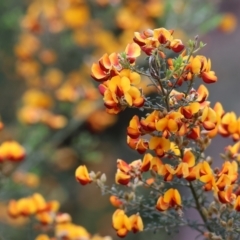 Mirbelia oxylobioides (Mountain Mirbelia) at Yackandandah, VIC - 21 Oct 2023 by KylieWaldon