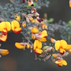 Mirbelia oxylobioides at Yackandandah, VIC - 22 Oct 2023