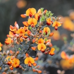 Mirbelia oxylobioides at Yackandandah, VIC - 22 Oct 2023