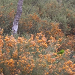 Mirbelia oxylobioides at Yackandandah, VIC - 22 Oct 2023 08:44 AM