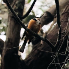 Acanthorhynchus tenuirostris (Eastern Spinebill) at Yackandandah, VIC - 22 Oct 2023 by KylieWaldon