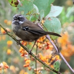 Sericornis frontalis (White-browed Scrubwren) at Yackandandah, VIC - 21 Oct 2023 by KylieWaldon