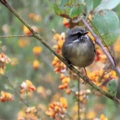 Sericornis frontalis at Yackandandah, VIC - 22 Oct 2023 08:51 AM