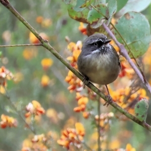 Sericornis frontalis at Yackandandah, VIC - 22 Oct 2023 08:51 AM