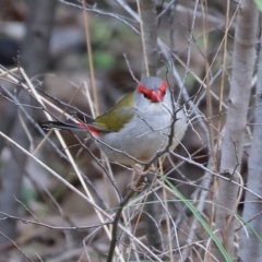 Neochmia temporalis (Red-browed Finch) at Yackandandah, VIC - 21 Oct 2023 by KylieWaldon