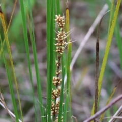 Lomandra longifolia (Spiny-headed Mat-rush, Honey Reed) at Yackandandah, VIC - 21 Oct 2023 by KylieWaldon