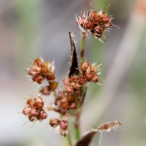 Luzula densiflora at Yackandandah, VIC - 22 Oct 2023