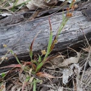 Luzula densiflora at Yackandandah, VIC - 22 Oct 2023