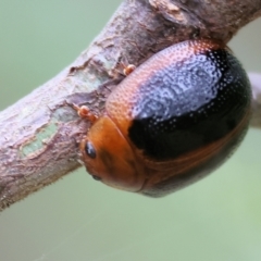 Dicranosterna immaculata (Acacia leaf beetle) at Yackandandah, VIC - 21 Oct 2023 by KylieWaldon