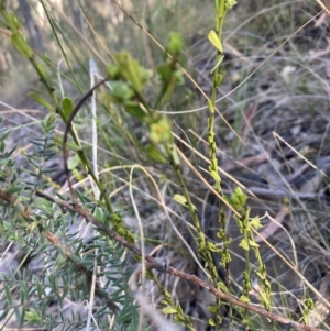 Phyllanthus occidentalis at Canberra Central, ACT - 23 Oct 2023