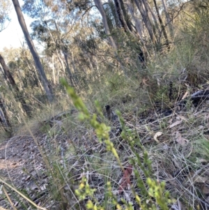 Phyllanthus occidentalis at Canberra Central, ACT - 23 Oct 2023