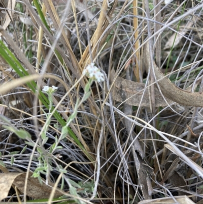 Leucopogon virgatus (Common Beard-heath) at Black Mountain - 23 Oct 2023 by lyndallh