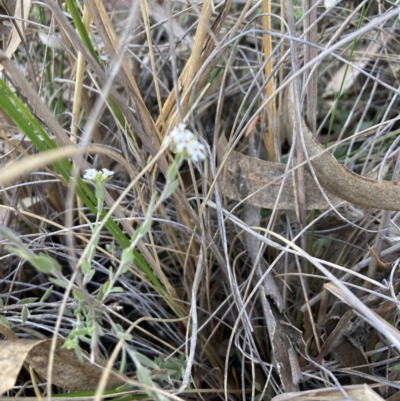 Leucopogon virgatus (Common Beard-heath) at Canberra Central, ACT - 23 Oct 2023 by lyndallh