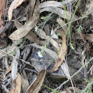 Leucopogon virgatus at Canberra Central, ACT - 23 Oct 2023