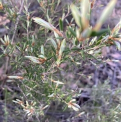 Monotoca scoparia (Broom Heath) at Black Mountain - 23 Oct 2023 by lyndallh