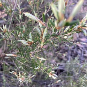 Monotoca scoparia at Canberra Central, ACT - 23 Oct 2023
