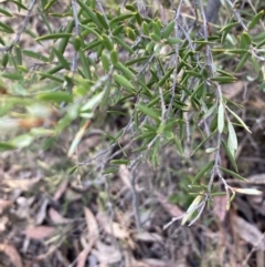 Monotoca scoparia at Canberra Central, ACT - 23 Oct 2023