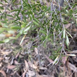 Monotoca scoparia at Canberra Central, ACT - 23 Oct 2023