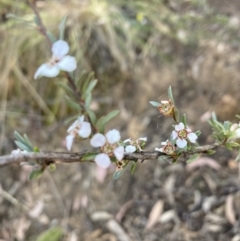 Gaudium multicaule (Teatree) at Black Mountain - 23 Oct 2023 by lyndallh