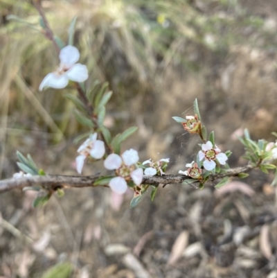 Gaudium multicaule (Teatree) at Canberra Central, ACT - 23 Oct 2023 by lyndallh