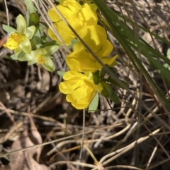 Hibbertia obtusifolia (Grey Guinea-flower) at Canberra Central, ACT - 23 Oct 2023 by lyndallh