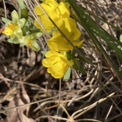 Hibbertia obtusifolia (Grey Guinea-flower) at Black Mountain - 23 Oct 2023 by lyndallh