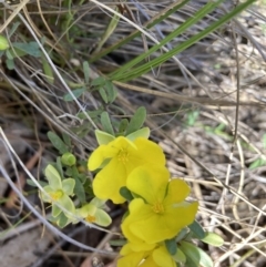 Hibbertia obtusifolia at Canberra Central, ACT - 23 Oct 2023 04:48 PM