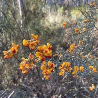 Mirbelia oxylobioides (Mountain Mirbelia) at Point 38 - 23 Oct 2023 by lyndallh