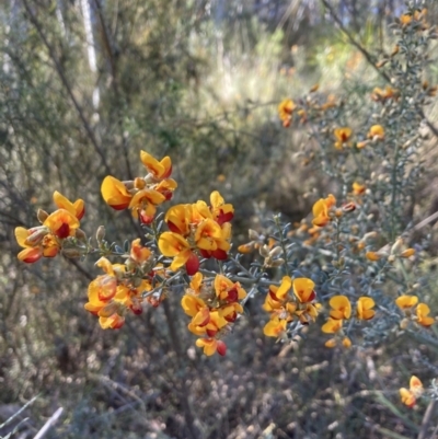 Mirbelia oxylobioides (Mountain Mirbelia) at Canberra Central, ACT - 23 Oct 2023 by lyndallh