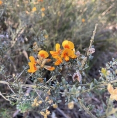 Mirbelia oxylobioides at Canberra Central, ACT - 23 Oct 2023