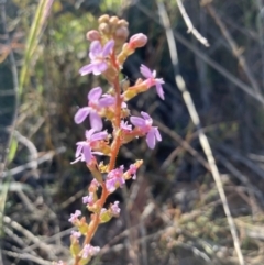 Stylidium graminifolium (Grass Triggerplant) at Black Mountain - 23 Oct 2023 by lyndallh