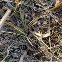 Stylidium graminifolium at Canberra Central, ACT - 23 Oct 2023