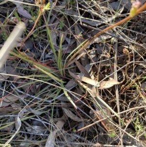 Stylidium graminifolium at Canberra Central, ACT - 23 Oct 2023