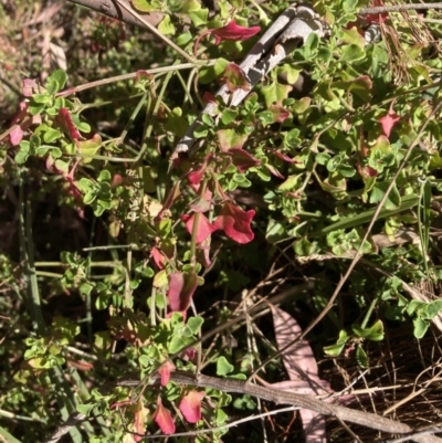 Einadia hastata (Berry Saltbush) at Canberra Central, ACT - 23 Oct 2023 by lyndallh