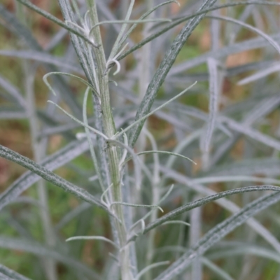 Senecio quadridentatus (Cotton Fireweed) at Yackandandah, VIC - 22 Oct 2023 by KylieWaldon