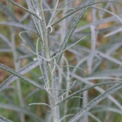 Senecio quadridentatus (Cotton Fireweed) at Yackandandah, VIC - 21 Oct 2023 by KylieWaldon