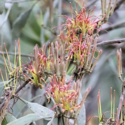 Amyema quandang var. quandang (Grey Mistletoe) at Yackandandah, VIC - 22 Oct 2023 by KylieWaldon