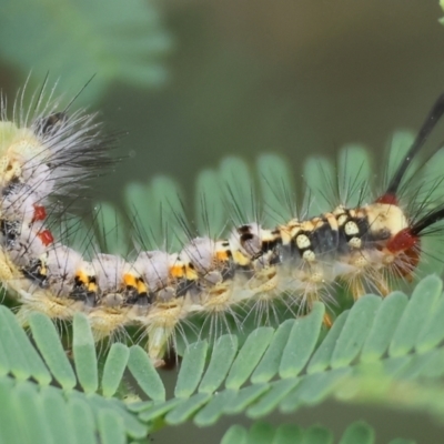 Acyphas semiochrea (Omnivorous Tussock Moth) at Yackandandah, VIC - 22 Oct 2023 by KylieWaldon