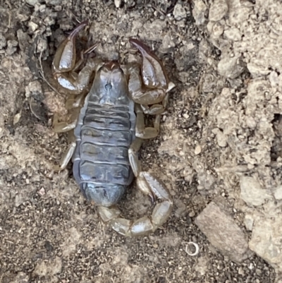 Urodacus manicatus (Black Rock Scorpion) at Wright Park and Old Sydney Road Reserve - 23 Oct 2023 by SteveBorkowskis