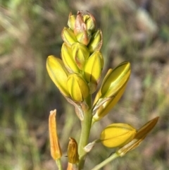 Bulbine bulbosa (Golden Lily) at Wright Park and Old Sydney Road Reserve - 23 Oct 2023 by SteveBorkowskis