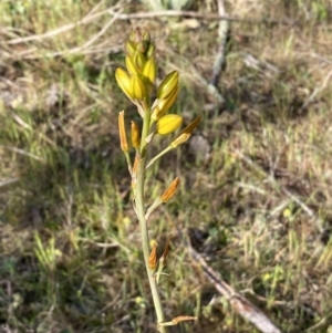 Bulbine bulbosa at Queanbeyan East, NSW - 23 Oct 2023 05:50 PM