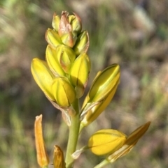 Bulbine bulbosa at Queanbeyan East, NSW - 23 Oct 2023 05:50 PM