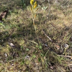 Bulbine bulbosa at Queanbeyan East, NSW - 23 Oct 2023 05:50 PM